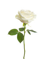 WHITE ROSE IMAGES FREE DOWNLOAD  35