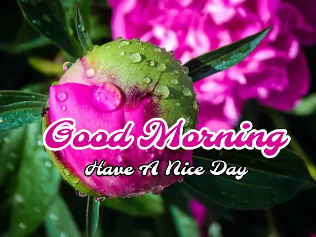 Nature Good Morning Rain Images HD Pic Download