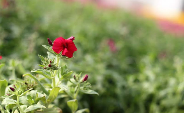 Phlox Flowers Pictures