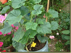 DSCF0008