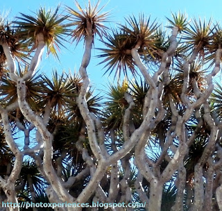 Extremos de las ramas del drago - Ends of the branches of a drago