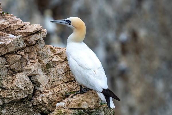 Gannet