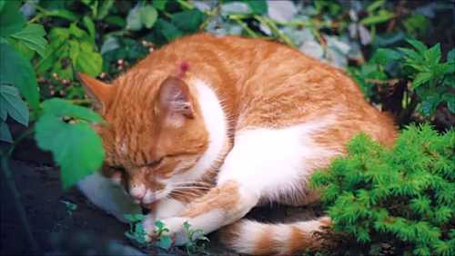 Cat Sleeping in Garden