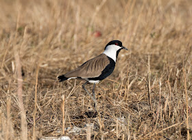 Spur-winged Lapwing - Cyprus