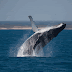  Devuelven al mar 150 ballenas varadas en Nueva Zelanda