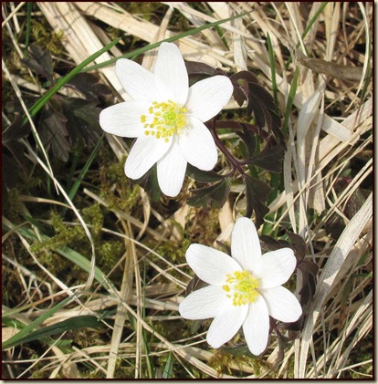 2504anemone
