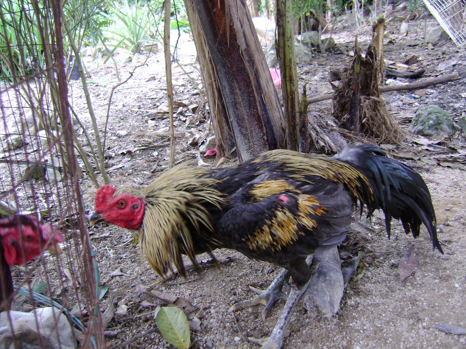 Top Gambar Kartun Ayam Laga Kolek Gambar