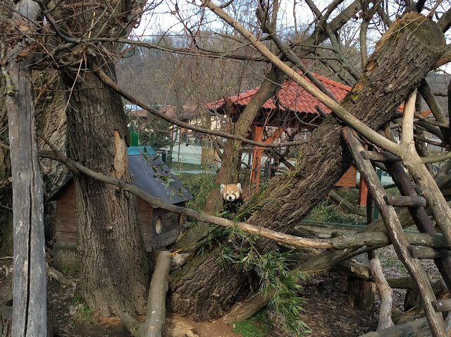 ブラチスラバ動物園のレッサーパンダ