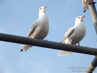 Black-headed gulls in winter plumage Ueno Park, Tokyo, Japan - © Denise Motard