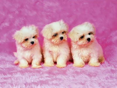 dog pink wallpaper