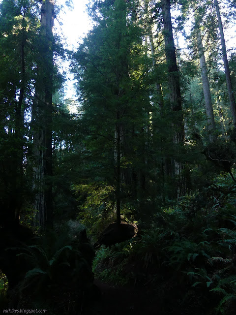 tree growing directly over the trail