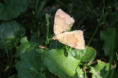 Strepe Goudspanner - Gestreepte Goudspanner - Camptogramma bilineata