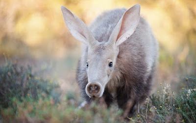 aardvarks photos 