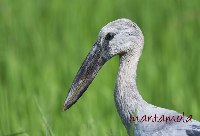 Asian Openbill Stork (Anastomus oscitans)