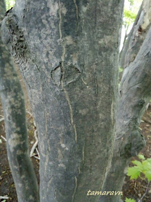 Клён ложнозибольдов (Acer pseudosieboldianum)