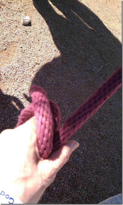 halter in hand