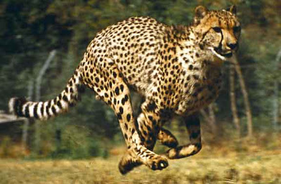 Hunting Cheetaha Video Pics
