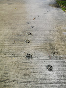 Dog paw print on the floor. (sdc )