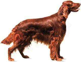 best breed is irish setter is for hunting home and farmhouse and familiar with family also