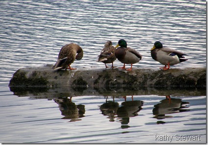 Mallards on a log