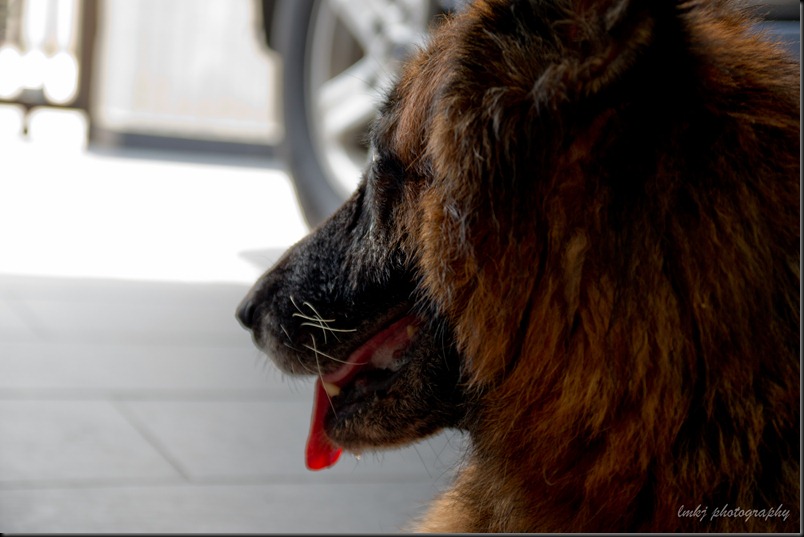 SONY DSC