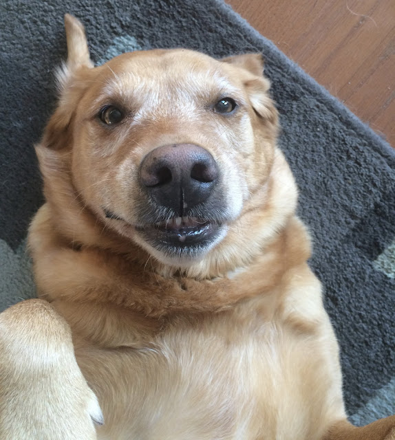 golden lab dog waiting for a belly rub #wordlesswednesday