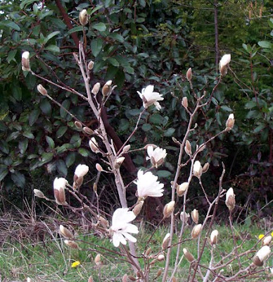 star magnolia tree pictures. star magnolia tree pictures.