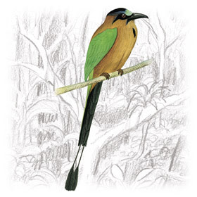 Udu-de-Coroa-Azul, Udu-de-Bico-Largo e Juruva-Verde, Pássaros da Família Momotidae