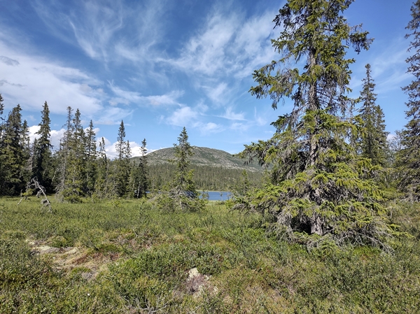 hallingdal flå turufjell stolpejakt