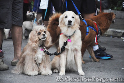 Kimchi (Cocker Spaniel) and Ginger (Golden Retriever) - #RunFurLife2016