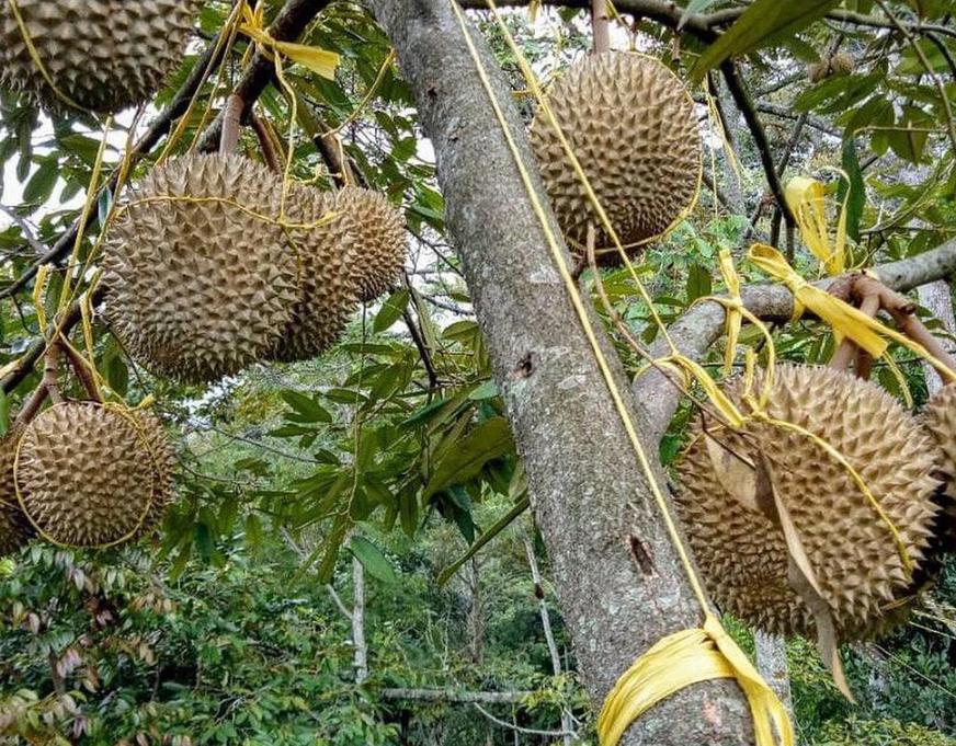 bibit durian super tembaga berkualitas cepat berbuah Sulawesi Selatan