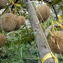 Bibit Durian Super Tembaga Berkualitas Cepat Berbuah