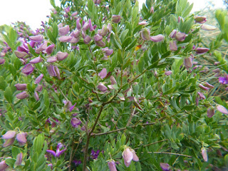 Polygale à feuilles de myrte - Polygala myrtifolia