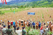 Dihadiri Plt. Sekda, Koramil 06/Tripe Jaya Bersama Masyarakat Panen Jagung