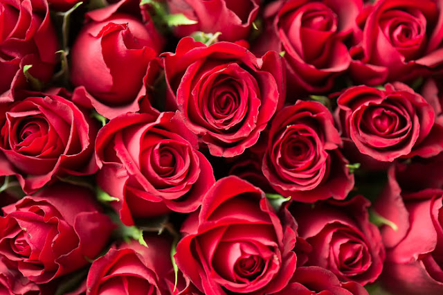 Red Valentines Day Roses Beautiful Order