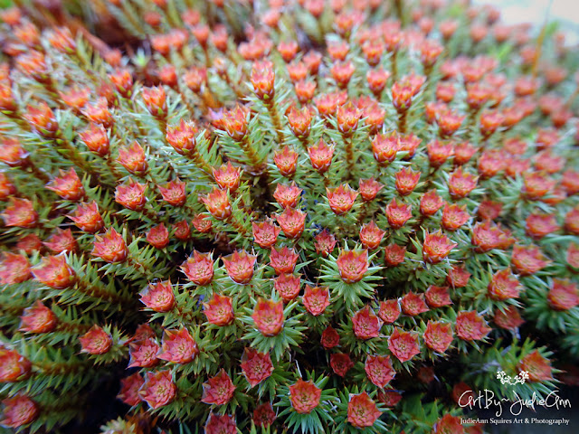 Haircap Moss In Bloom Polytrichum Macro