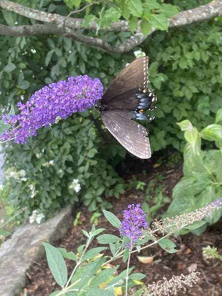 Black and Blue butterfly on a purple flower.