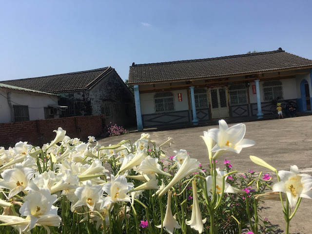 Easter Lilies blooming in Chiayi, Taiwan