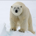 N0 47 : POL;AR BEAR :The total polar bear population is divided into 19 units