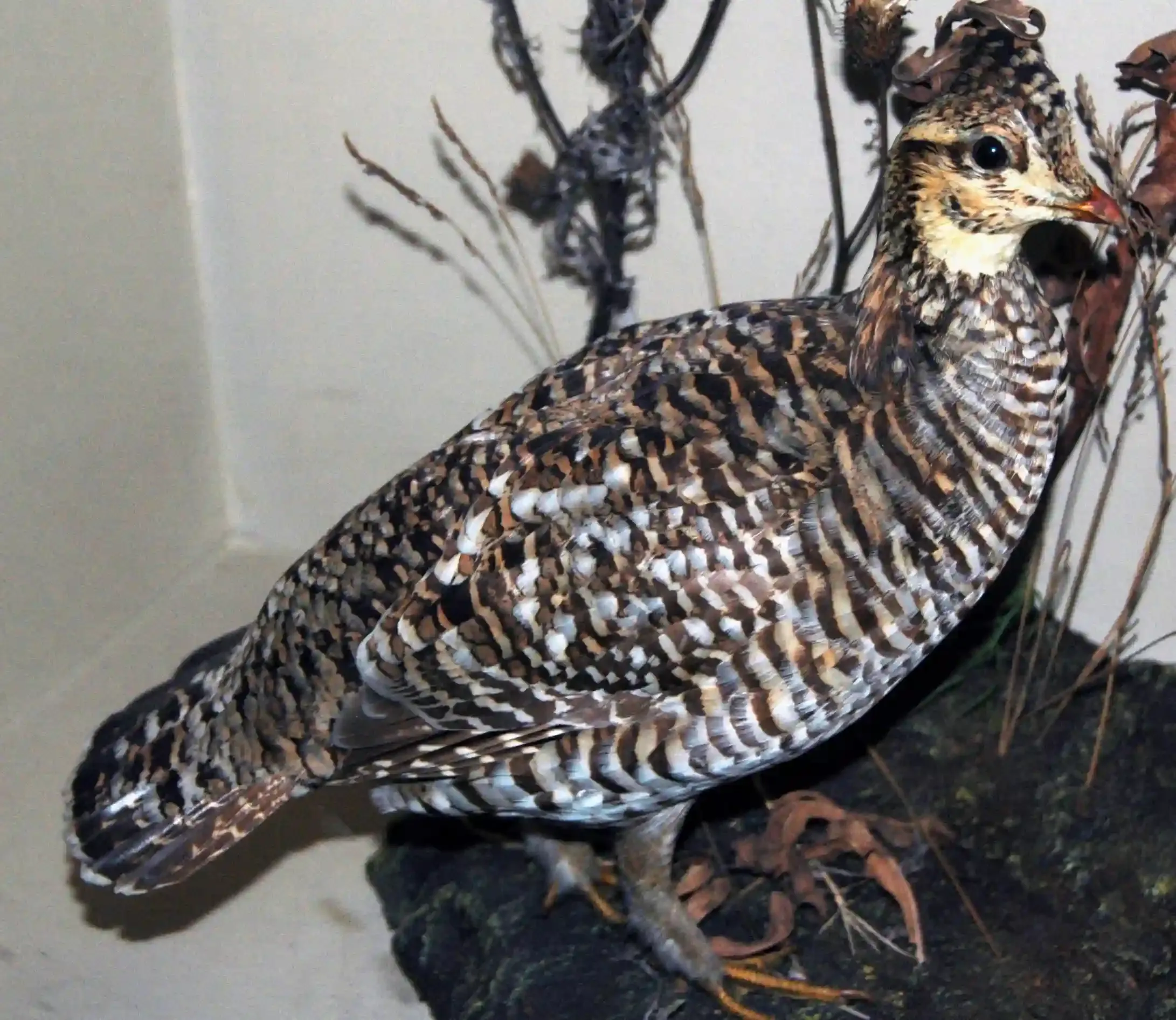 Female Heath Hen