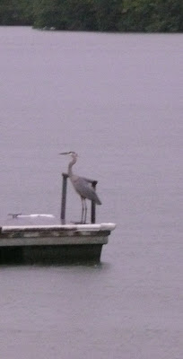 heron on the dock
