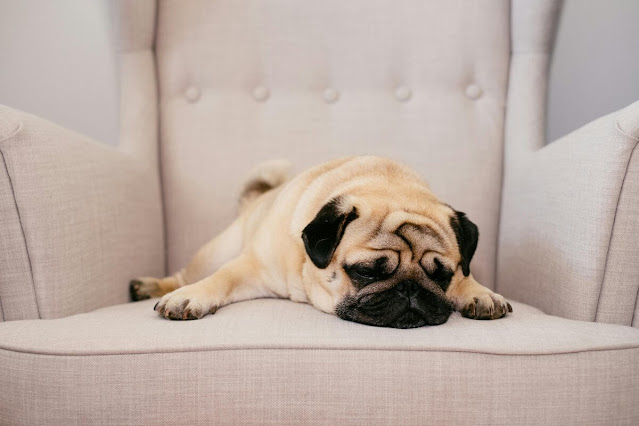 pug dog breed