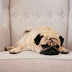 Pug Dog Breed Full Guide