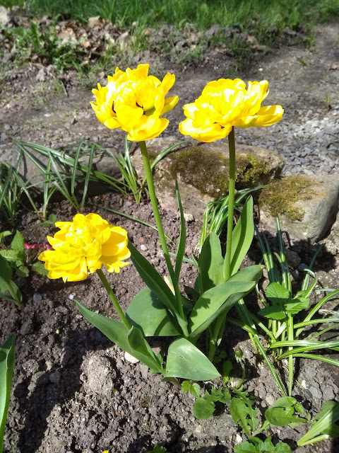 tulipe frisée