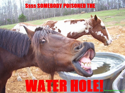 Funny Picture Captions on Funny Horse Face   Funny Animal Pictures   Strangenature Com