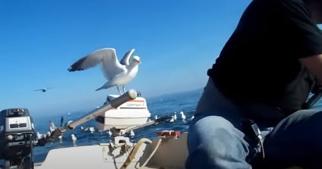 www.capitaine-jack.com