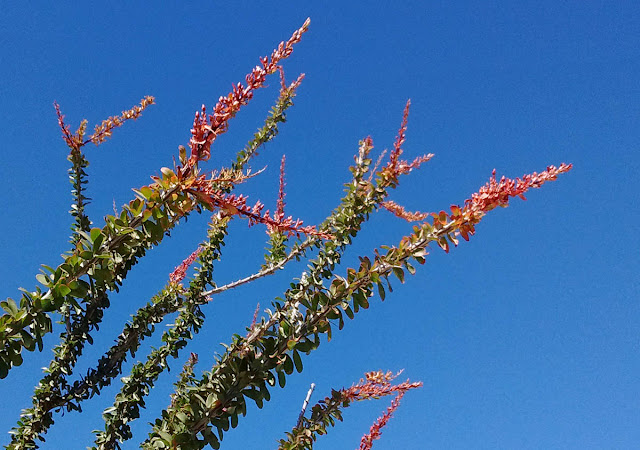 Soon, all the tips of the ocotillo will bloom