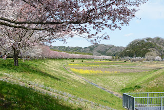 辰ノ口親水公園桜づつみ