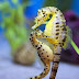 Male Seahorses Are Nature's Mr. Mom