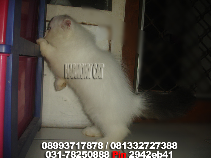 Hamster Dan Kucing Persia Murah Surabaya: DI JUAL KUCING 